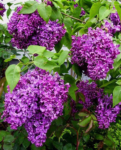 Monge Purple Lilac For Sale Online | The Tree Center