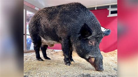 Tusk, the University of Arkansas mascot dies | 5newsonline.com