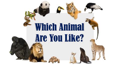 QUIZ: Which Animal Personality Is Yours?