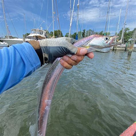 Retrieving for Ribbonfish | FishTalk Magazine