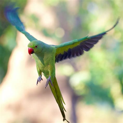 Green Parakeet Flying