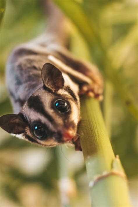 10 Sugar Glider Facts for Kids | Cool Kid Facts