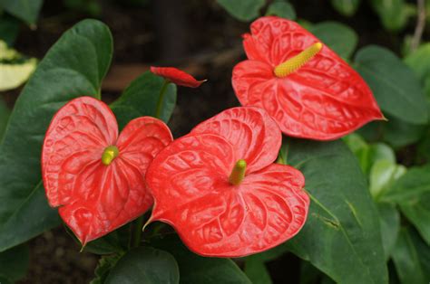 Red Anthurium - Alii Hawaiian Flowers