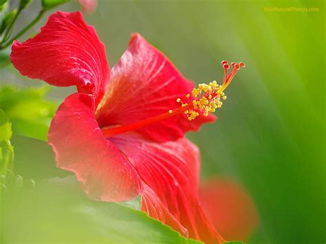 Hibiscus Flower Wallpaper - WallpaperSafari