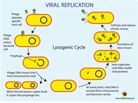 What is the Difference Between Virulent and Temperate Phage - Pediaa.Com