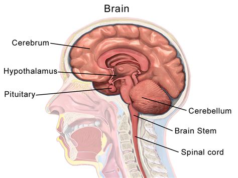 Anatomy of the Brain