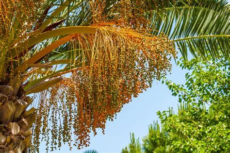 Fruit of date palm tree stock image. Image of palm, fruit - 36872611