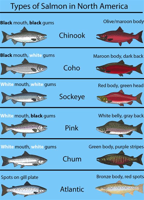 Types of Salmon