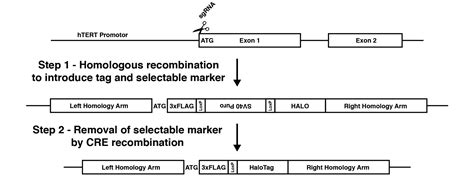 Genome Editing — The Schmidt Lab @ MSU