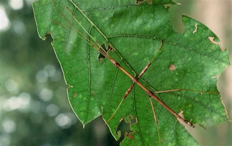 Phasmatodea - walking sticks, timemas | Wildlife Journal Junior