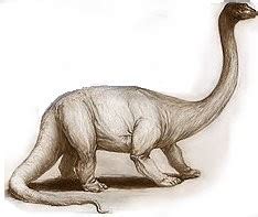 Cryptomundo » Mokele-mbembe News: Expedition Arrival and Another Death