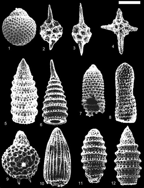 microfossils - Google Search | Geometry in nature, Microscopic photography, Microscopic images