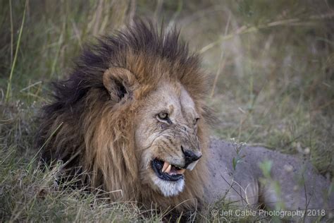 Jeff Cable's Blog: Botswana Photo Tour - Lions and their cubs crossing ...