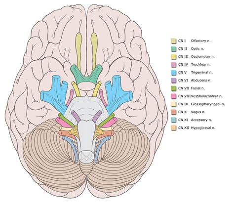 Hypoglossal nerve | Radiology Reference Article | Radiopaedia.org