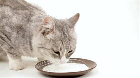 Do Cats Like Milk? Do They Actually Need It? Alternatives and Care