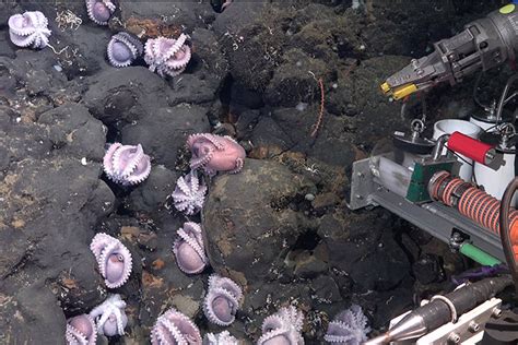 SR "Astonishing Find: Researchers Uncover Four New Octopus Species ...