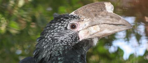 Silvery-cheeked hornbill | Zoo Barcelona