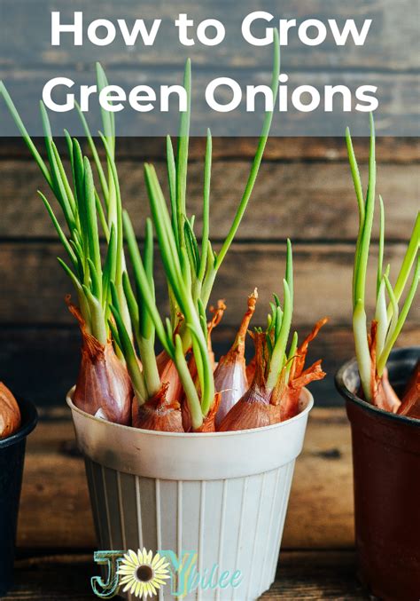 How to Grow Green Onions - Joybilee Farm