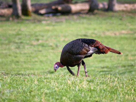 What Do Wild Turkeys Eat? (Diet + Behavior) | Birdfact