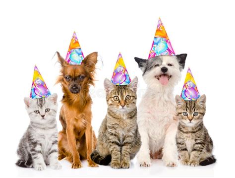 Large Group Cats and Dogs in Birthday Hats. Isolated on White Stock Photo - Image of holiday ...