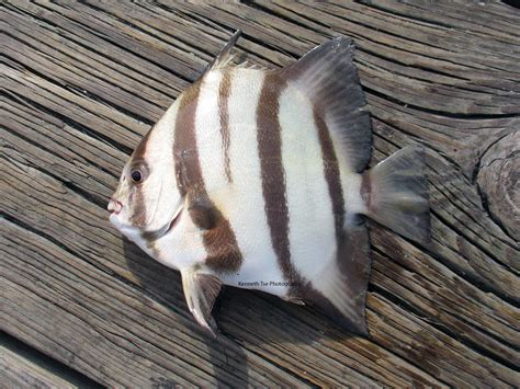 Atlantic Spadefish | Mexico – Fish, Birds, Crabs, Marine Life, Shells and Terrestrial Life