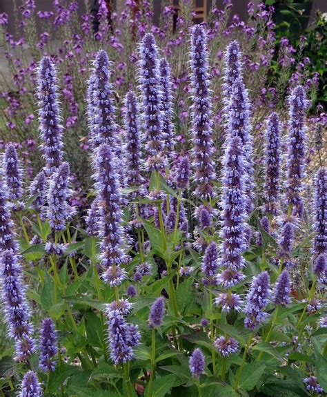 AGASTACHE 'Blue Fortune' | emerisa gardens