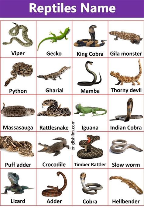 Reptiles Animals Name | Reptiles Animals Picture Vocabulary | Reptiles ...