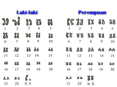 Kromosom (Pengertian, Fungsi Dan Susunannya) - Materi Pelajar