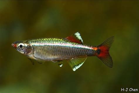 White Cloud Mountain minnow - Alchetron, the free social encyclopedia