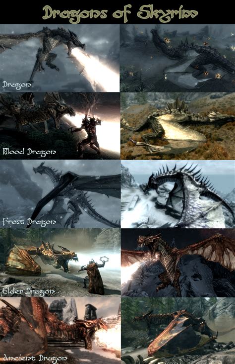 Dragon Species of Skyrim by fiszike