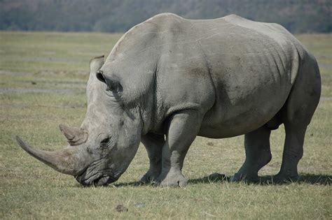 White Rhinoceros