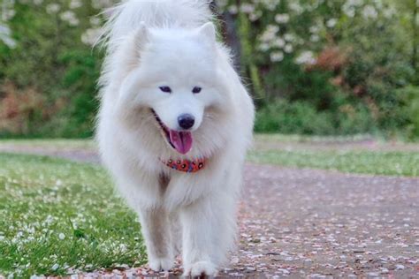 Sally the Samoyed interview • helloBARK!