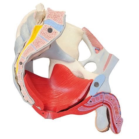 3B Male Pelvis Skeleton w/Ligaments, Vessels, Nerves, Pelvic Floor Muscles & Organs - 7 Parts ...