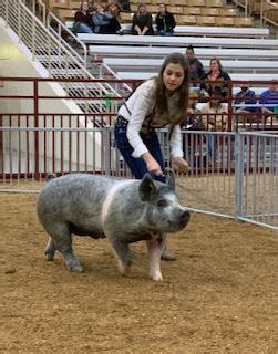 YOUTH LIVESTOCK SHOWS