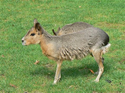 Mara (rodzaj) – Wikipedia, wolna encyklopedia | Patagonien, Hase, Gif