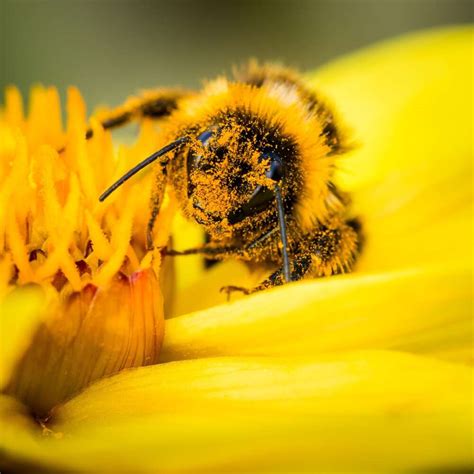 Pollinator Week | Pollinator.org