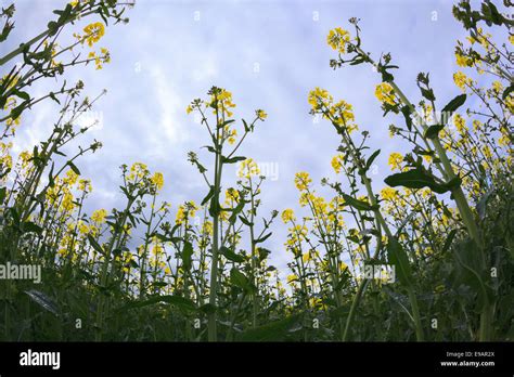 Canola oil seed Stock Photo - Alamy