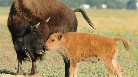 Petition · Make American Bison a Federally Protected species. - United ...