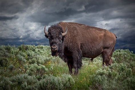 Fotografía de búfalo búfalo americano en el Parque Nacional - Etsy España | Buffalo art print ...