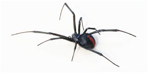 Hidden housemates: the Australian redback spider