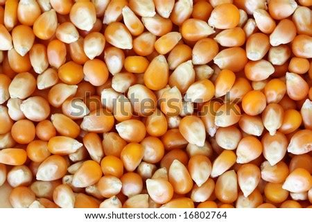 Popcorn Kernels Background Stock Photo 16802764 : Shutterstock