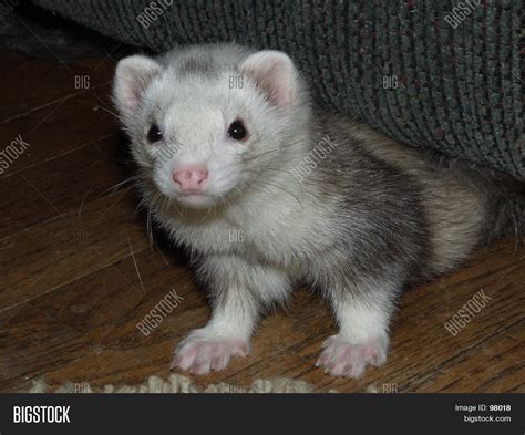 Male Silver Mitt Ferret Image & Photo | Bigstock