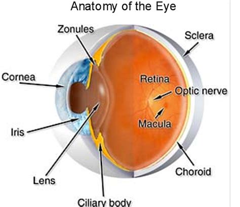 Eye Anatomy | Ocular Anatomy | Vision Conditions & Problems