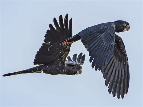 Red-tailed Black-Cockatoo - eBird