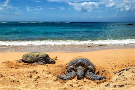 Turtle Beach - Head to the North Shore to See Green Sea Turtles in ...