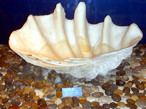 Giant Clam – "OCEAN TREASURES" Memorial Library