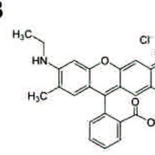 Schematic diagram representing different fluorescent labels. (A ...