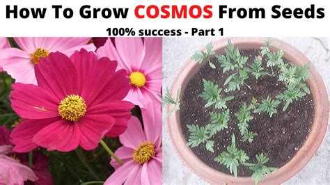 How to Grow Cosmos from Seeds with 100% Success - Part 1! Sow Cosmos - YouTube