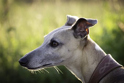 Pros and Cons of Living with a Sighthound | We Heart Hounds