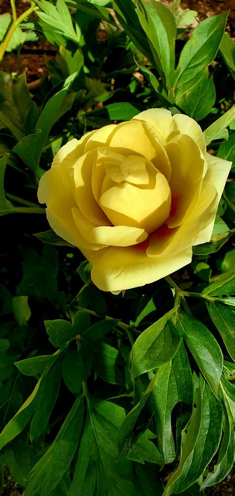 First peony bloom of the season! 😍🥰 : r/gardening